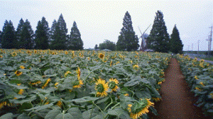 http://fry.no.coocan.jp/WordPress/wp-content/uploads/2011/08/hi1-300x168.png