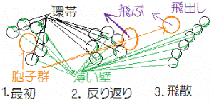 http://fry.no.coocan.jp/WordPress/wp-content/uploads/2011/09/kantai-300x141.png