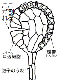 http://fry.no.coocan.jp/WordPress/wp-content/uploads/2011/09/sida2.png