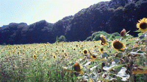 http://fry.no.coocan.jp/WordPress/wp-content/uploads/2011/09/t-300x168.png