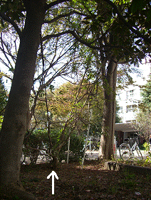 http://fry.no.coocan.jp/WordPress/wp-content/uploads/2011/10/ki3.png