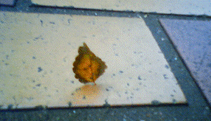 http://fry.no.coocan.jp/WordPress/wp-content/uploads/2011/10/ha.png