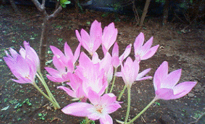 http://fry.no.coocan.jp/WordPress/wp-content/uploads/2011/10/sa-300x182.png