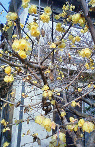 http://fry.no.coocan.jp/WordPress/wp-content/uploads/2012/01/r.png