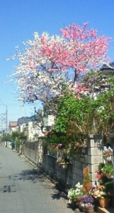 http://fry.no.coocan.jp/WordPress/wp-content/uploads/2012/04/mae1-161x300.jpg