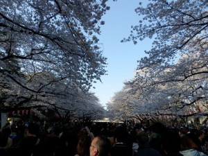 http://fry.no.coocan.jp/WordPress/wp-content/uploads/2012/04/ha3-300x225.jpg